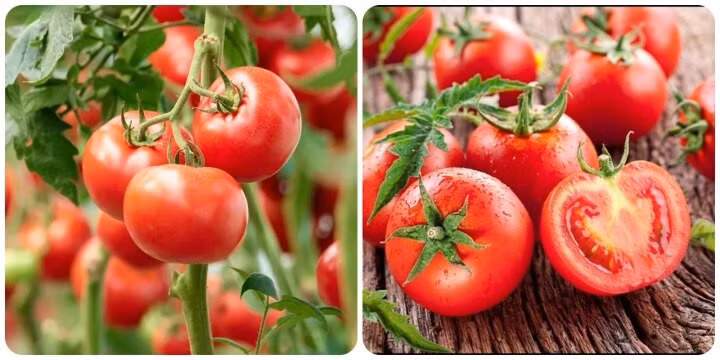 Cà chua mang lại nhiều lợi ích đối với sức khỏe.