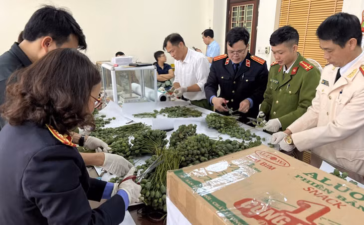 Lực lượng chức năng kiểm đếm số cành và quả thuốc phiện.