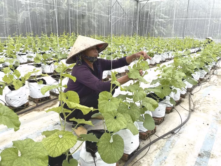 Nông dân Đầm Hà phát triển mô hình trồng dưa lưới hữu cơ cho năng suất, chất lượng cao.