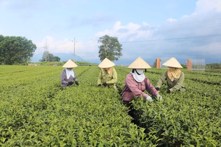 Nông dân xã Quảng Long, huyện Hải Hà thu hoạch chè. Ảnh tư liệu