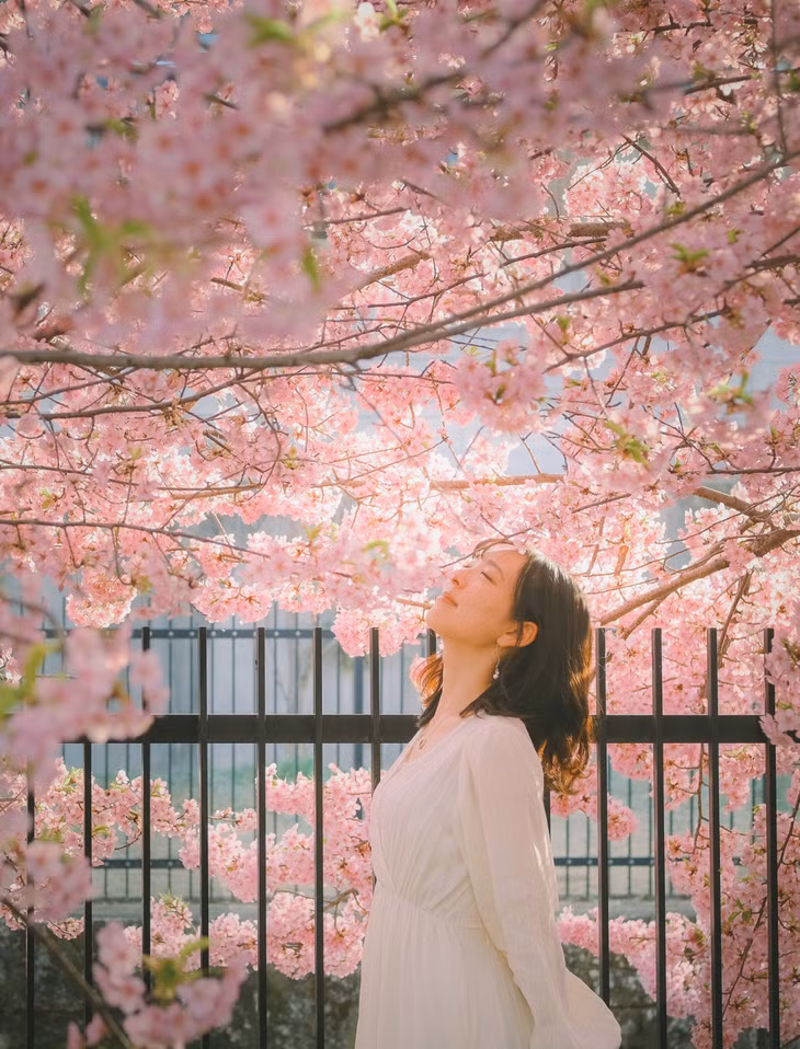 Theo anh Long, kawazu sakura nở sớm nhất trong 20 loại hoa anh đào ở Nhật. Đặc điểm nhận dạng của hoa anh đào kawazu sakura là màu hồng đậm hơn các loại khác. Ảnh: Thạch Long.