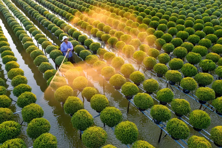 Ruộng hoa cúc mâm xôi ở làng hoa của tỉnh Đồng Tháp. Đây là nơi tập trung trồng cúc mâm xôi, cung ứng cho thị trường các tỉnh miền Tây vào dịp Tết. Ảnh: Minh Lương