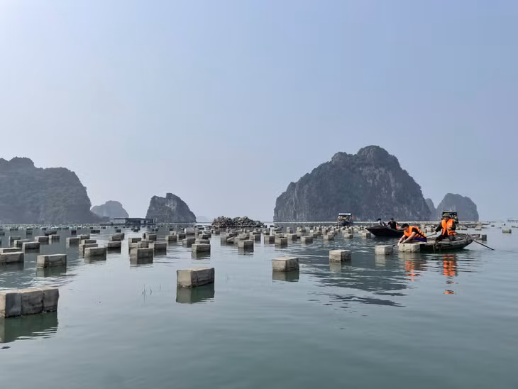 Lực lượng chức năng của TP Cẩm Phả hỗ trợ người dân tháo dỡ dây nuôi hàu.