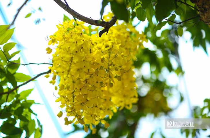 Hoa muồng hoàng yến nở đẹp nhất vào cuối tháng 5, khi những tia nắng chói chang báo hiệu mùa hè đến.