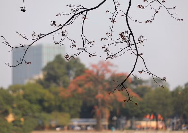 Hoa gạo ‘thắp lửa’ bên tháp Rùa Hồ Gươm ảnh 2