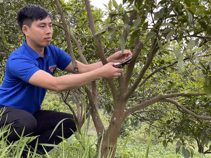 Việc chăm đúng cách sẽ giúp cho cây cam phát triển tốt hơn để tăng năng suất.