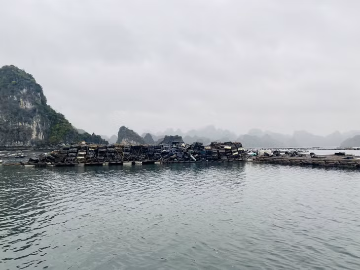 Các hộ dân ở khu vực Đồng Bìa Tây, hòn Thành Lãnh, hòn Đũa đang tiến hành tháo dỡ, tập kết phao xốp lên các bè, mảng để di dời về bờ theo đúng quy định, đảm bảo không ảnh hưởng đến môi trường, cảnh quan Vịnh Hạ Long.