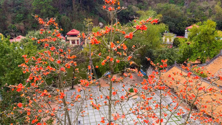 Hoa gạo nở đỏ rực nổi bật, thu hút mọi ánh nhìn của người dân và khách thăm quan.