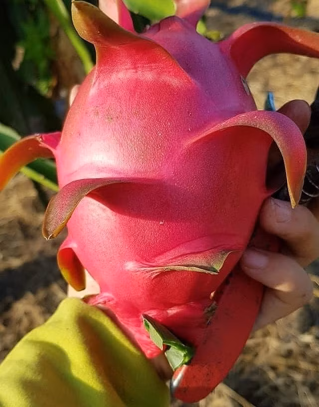 Cách chọn hoa quả ảnh 1