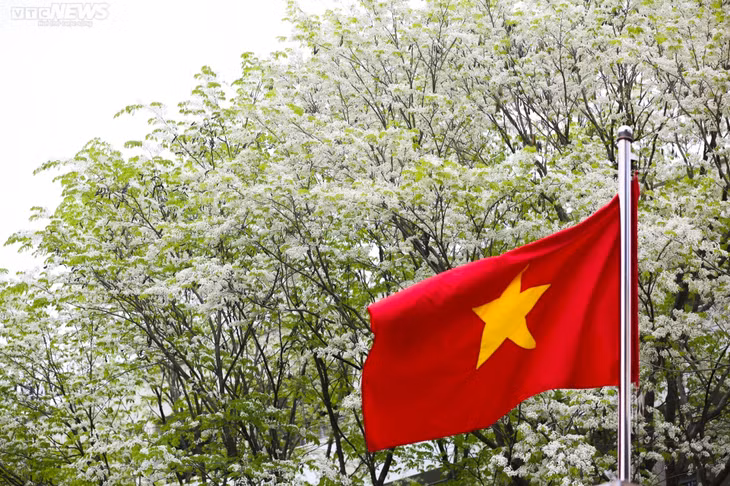 Cũng góp phần tô điểm cho Hà Nội trong những ngày cuối xuân là những chùm hoa sưa trắng muốt. Không rực rỡ như hoa phong linh hay hoa ban, hoa sưa làm say đắm lòng người bới màu trắng tinh khôi, dịu dàng.