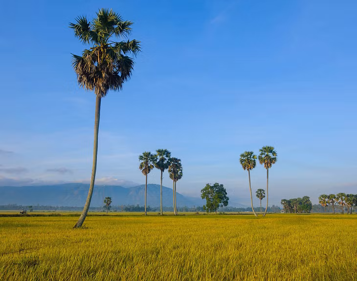 Các hàng cây thốt nốt mọc theo từng con đường như những chiếc rìu đong đưa giữa cánh đồng. Phía xa, những ngọn núi bao quanh tạo nên một khung cảnh đồng quê thơ mộng. Ảnh: Dương Việt Anh