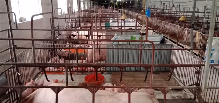 Người chăn nuôi như ngồi trên đống lửa vì giá lợn hơi giảm sâu. Ảnh: Vũ Long