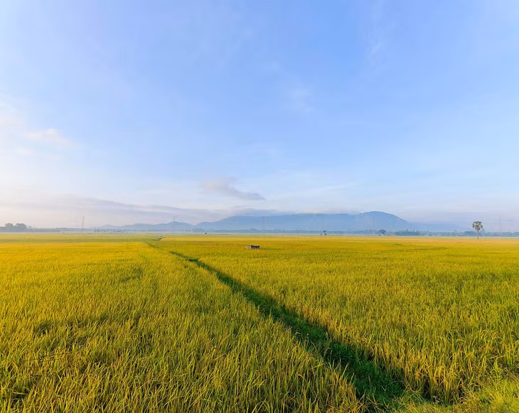 Những cánh đồng lúa trải dài mênh mông như một thảm lụa vàng rực rỡ. Ảnh: Dương Việt Anh