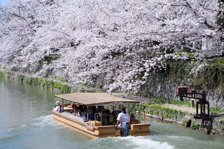 Hai bên bờ kênh Okazaki, nằm gần đền Heian ở Kyoto. Từ cuối tháng 3 đến tuần đầu tháng 4 là thời điểm đẹp nhất để ngắm hoa anh đào tại Okazaki. Ảnh: kmop_japanesque.