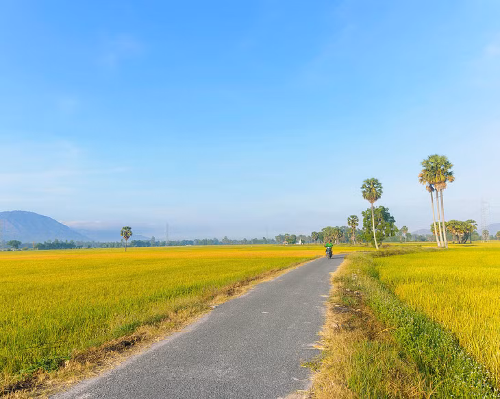 Con đường nhựa “băng ngang” cánh đồng lúa chín vàng. Ảnh: Dương Việt Anh