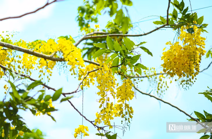 Hoa muồng vàng như những họa tiết đẹp dệt trên nền trời xanh một cách tự nhiên