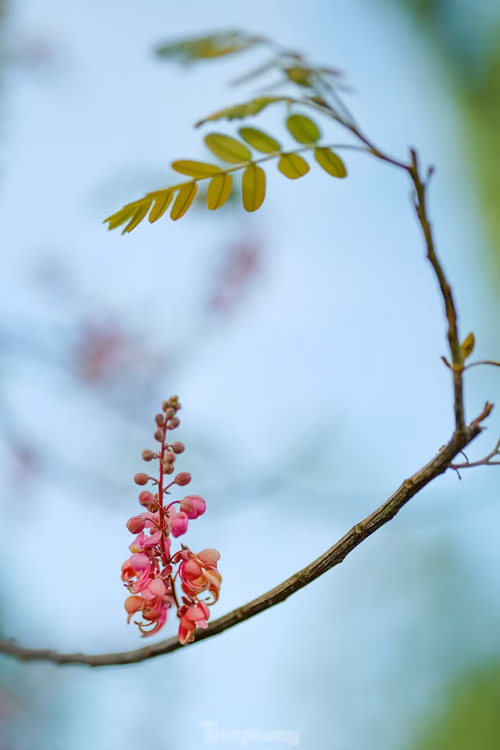 Hoa ô môi thi vị đến mức trở thành chất xúc tác để đi vào thơ ca. Bài “Bông ô môi” của cố soạn giả Viễn Châu, với phần mở đầu lý con sáo nghe da diết: “Bông ô môi, gió cuốn rụng đầy trên sông. Nhìn mây trời mênh mông, kẻ ly hương nay đã quay về, sao trong dạ não nề. Hồi chuông buồn từ xa vẳng đưa, trong khói sương thêm tái tê hồn ta. Ngồi bên bờ nhìn hoa lá rơi, cơn gió đưa theo nước sông buồn trôi…”.