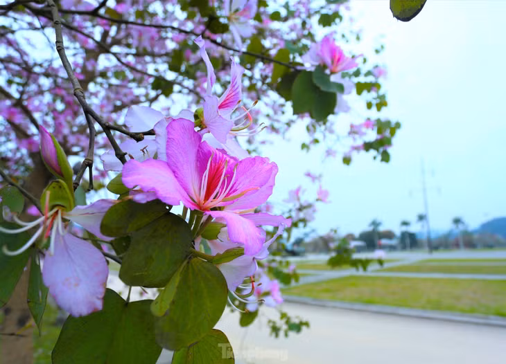 Hoa ban có vẻ đẹp rất riêng, với nhiều màu sắc đa dạng. Chủ yếu là màu trắng phớt tím, hoặc trắng (ban trắng), hoặc đỏ (ban đỏ). Hoa gồm 5 cánh vươn dài uốn lượn, phần nhuỵ nằm ở giữa vươn dài, kích thước hoa khoảng 7 - 10cm.