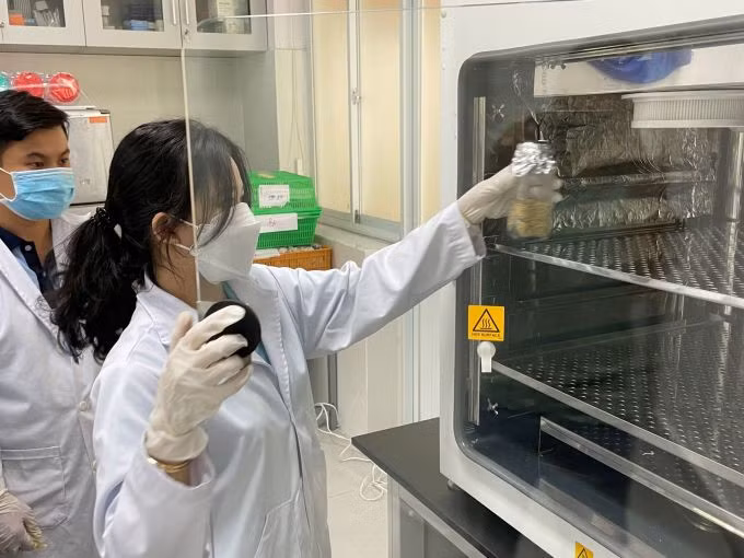 Đưa mẫu lúa có chứa nấm Aspergillus flavus vào máy tạo CO2 trong phòng thí nghiệm. Ảnh: Hà An