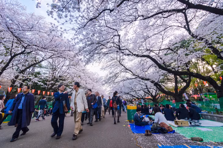 Theo Cơ quan Khí tượng, hoa anh đào Nhật Bản bắt đầu nở rộ hôm 23/3 ở trung tâm Tokyo, sớm hơn thường lệ 9 ngày và năm ngoái 5 ngày. Đây là lần hoa nở rộ sớm nhất từ khi cơ quan này bắt đầu thống kê thời điểm cách đây 70 năm. Du khách tham quan, ngắm hoa anh đào tại công viên Ueno, Tokyo hôm 21/3. Ảnh: Tokyo Cheapo