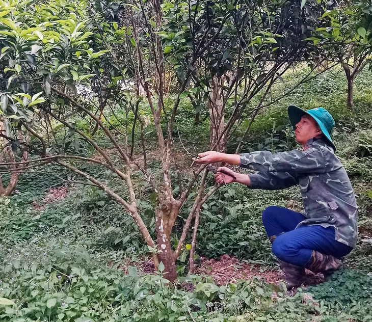Anh Lê Khả Đại chăm sóc vườn cam của gia đình. (Ảnh do nhân vật cung cấp).
