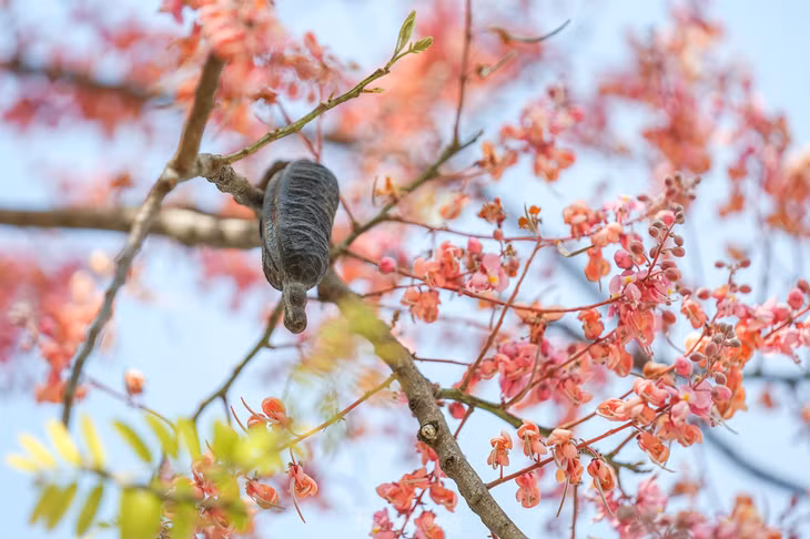 Bài hát trở nên nổi tiếng khi được chấp bút bởi hai cây đại thụ trong nghệ thuật cải lương Nam Bộ là cố soạn giả Viễn Châu và "Ông hoàng dĩa nhựa" Tấn Tài.