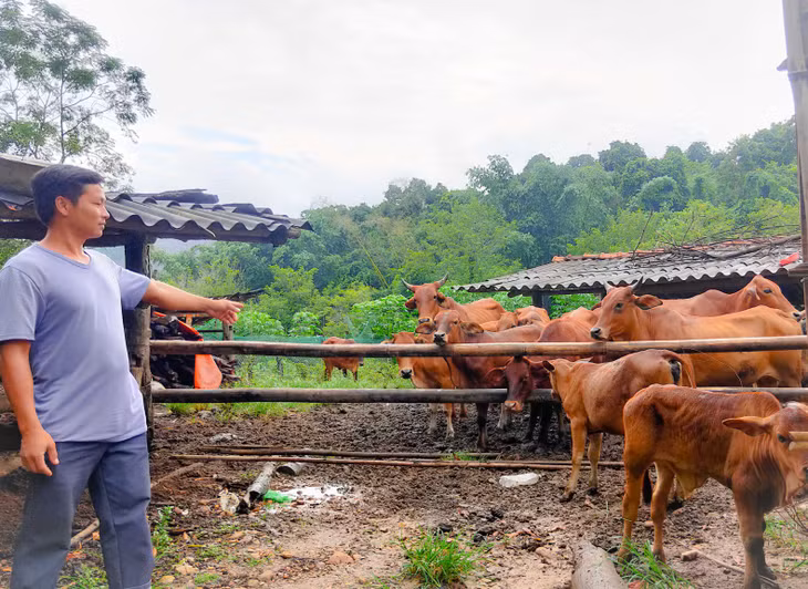 Mô hình chăn nuôi bò thịt của 7 hộ dân thôn Làng Dạ, xã Thanh Lâm ngày càng đem lại hiệu quả kinh tế cao.