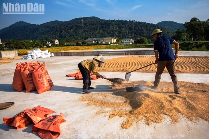 Người nông dân phơi lúa dưới cái nắng như đổ lửa...