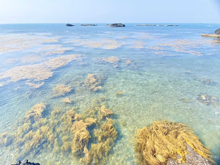 “Khi đến Quảng Ngãi, du khách có thể ngắm rong mơ ở gành Lá Ngái, khu vực biển Dung Quất, gành Cả, gành Yến hay hòn Nhàn”, anh Cường chia sẻ. Ảnh: Cao Việt Cường Cavicu