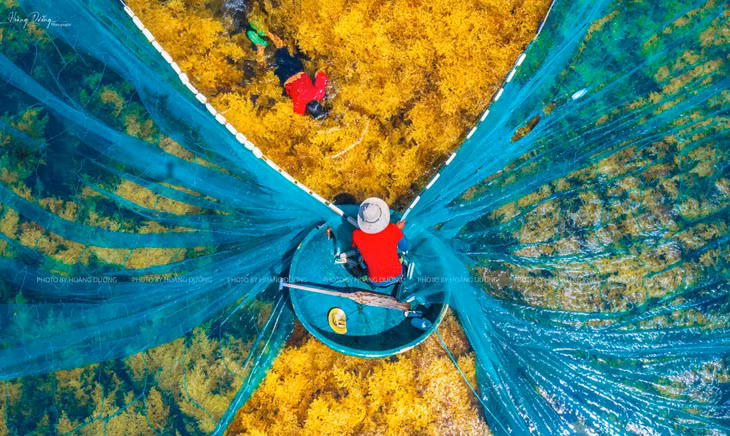 Màu xanh của lưới, màu vàng của rong mơ tạo nên bức tranh tương phản đầy cuốn hút. Ảnh: Hoàng Dưỡng