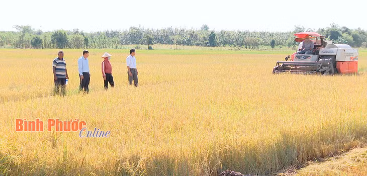 Hiện nay, trên địa bàn tỉnh Bình Phước, trên nhiều cánh đồng, nông dân đã sử dụng máy gặt đập liên hoàn vào thu hoạch lúa