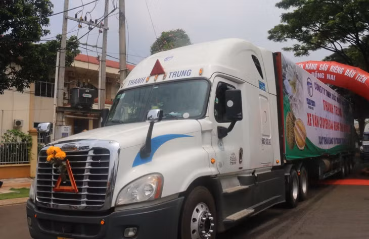 Xe container chở sầu riêng sang thị trường Trung Quốc. Ảnh: TH