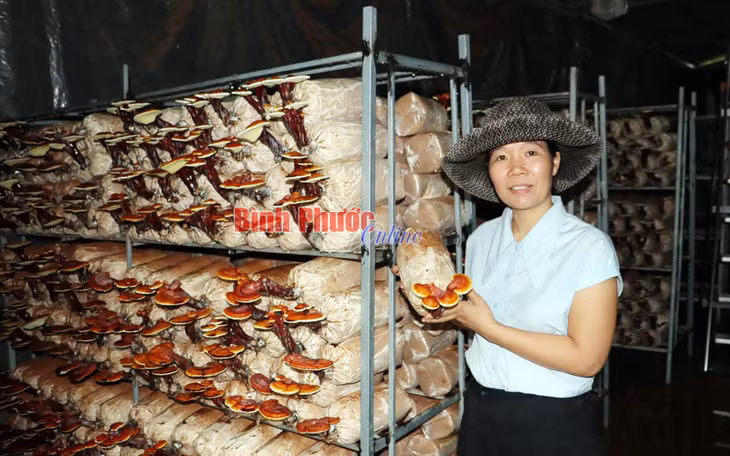 Trồng nấm linh chi đang được Vườn quốc gia Cát Tiên nhân rộng đến các hộ dân vùng đệm