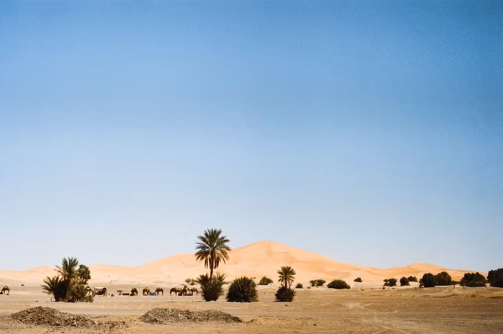 Thảm thực vật tại Sahara cũng rất đa dạng. Do nhiệt độ cao, ở đây có khoảng 1.100 loài thực vật và chủ yếu là các loài cây bụi.