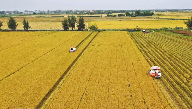 Nhiều loại gạo Việt Nam có giá bán cao hơn Thái Lan, Ấn Độ - Ảnh 2.