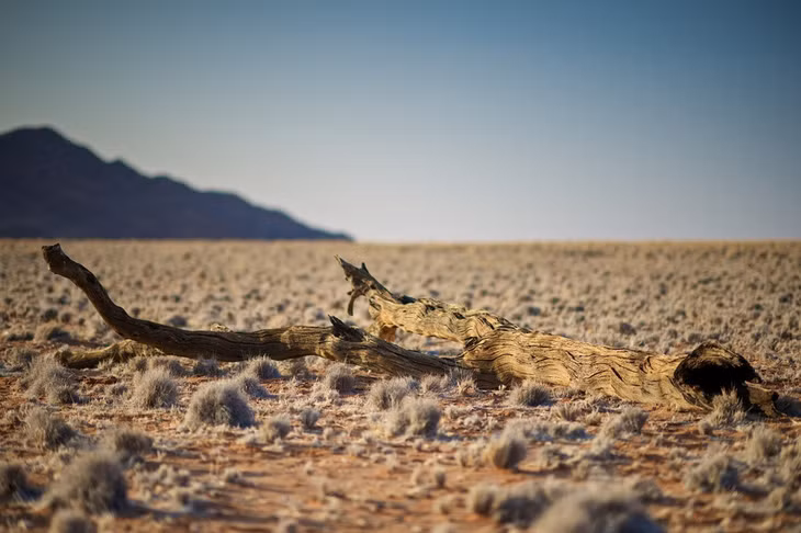 Nhiều nhà khoa học có bằng chứng cho thấy sa mạc Sahara từng là khu rừng nhiệt đới. Những thân cây hóa thạch được tìm thấy đã chứng minh một khu rừng rậm rộng lớn có thể đã tồn tại ở đây. Bên cạnh đó, nhiều hình chạm khắc trên đá cho thấy Sahara từng là nơi ở của các loài động vật như sư tử, cá sấu, hà mã và voi.