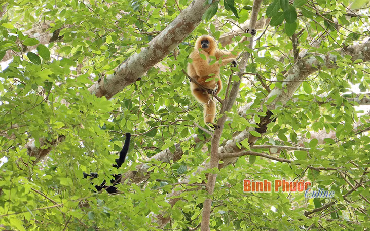 Vượn đen má vàng - động vật nguy cấp, quý hiếm đang được nuôi dưỡng ở khu vực bán hoang dã của vườn