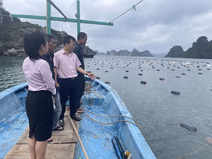 Người dân xã Hạ Long (huyện Vân Đồn) chuyển đổi phao xốp nuôi trồng thủy sản sang phao nhựa HDPE.