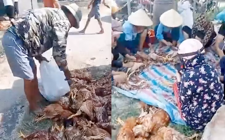 Bà con làng xóm chung tay giúp đỡ gia đình anh Thìn xử lý đàn gà chết. Ảnh: NVCC