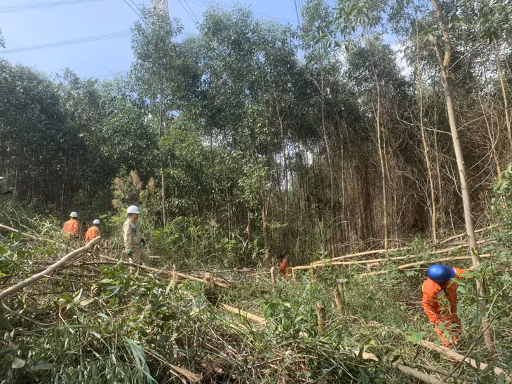Công nhân Truyền tải điện Đông Bắc 1 thực hiện cắt, dọn cây gần hành lang đường dây tại khu vực xã Sơn Dương và Vũ Oai (TP Hạ Long).