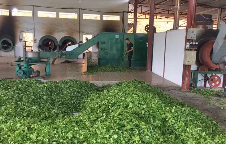 Chế biến chè tại Cơ sở sản xuất chè Dũng Nga (xã Quảng Long, huyện Hải Hà). Ảnh: Thu Nguyệt.