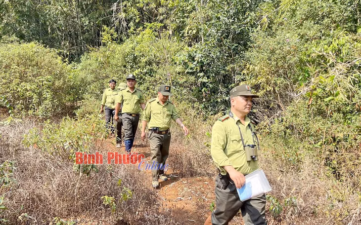 Bài cuối: Hưởng lợi lớn từ rừng ảnh 1 Bài cuối: Hưởng lợi lớn từ rừng ảnh 1