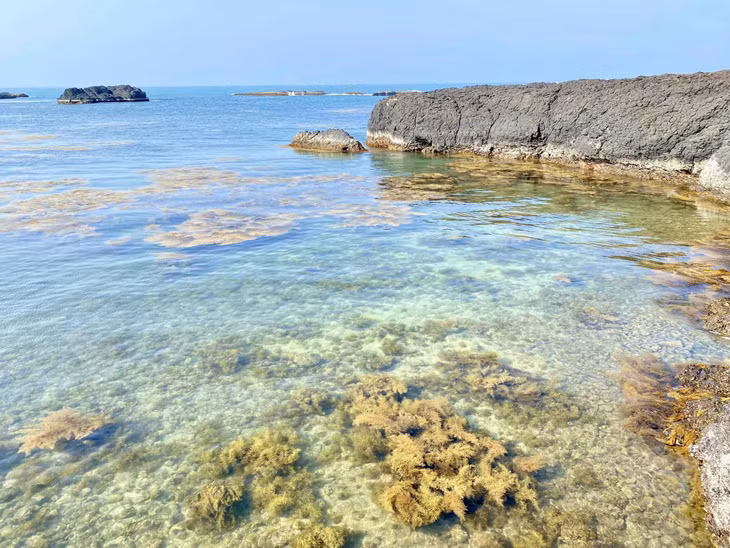Anh Cao Việt Cường, đến từ Quảng Ngãi, cho biết mùa rong mơ tại đây bắt đầu từ giữa tháng 5 và kéo dài đến khoảng cuối tháng 6. Ảnh: Cao Việt Cường Cavicu