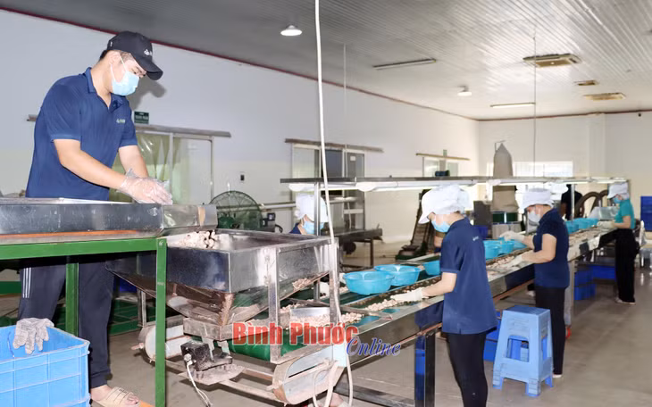 Để có sản phẩm chất lượng đạt chuẩn OCOP, Công ty cổ phần Hà Mỵ đầu tư hệ thống máy móc, thiết bị theo dây chuyền hiện đại