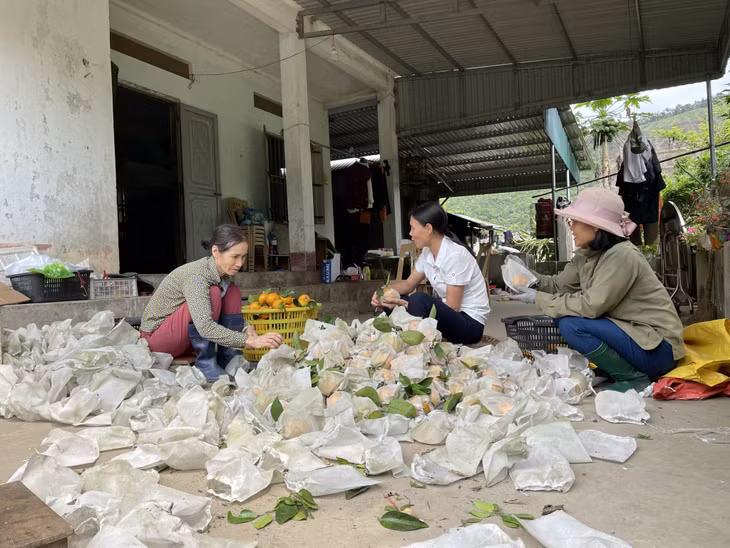 Người dân xã Vạn Yên thu hoạch cam.