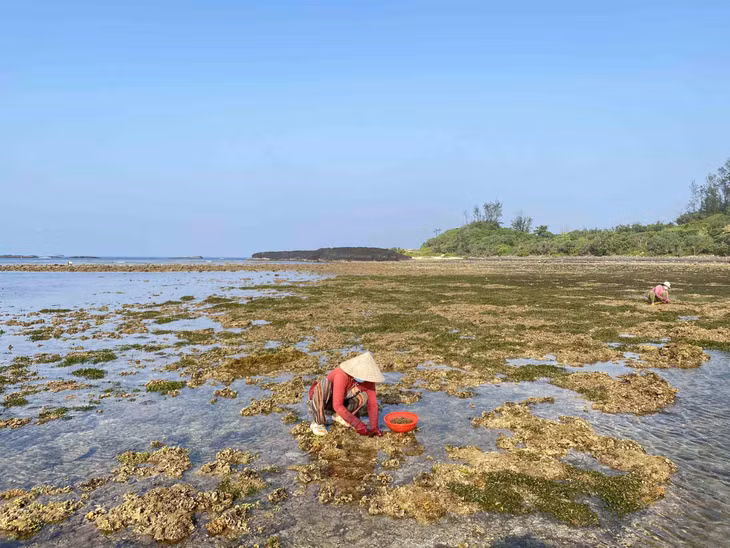 Người dân chỉ đeo kính và lặn cũng có thể vớt được rong lên thuyền thúng. Với các bãi rong mơ gần bờ, người dân dễ dàng lội xuống nước để thu hoạch. Ảnh: Cao Việt Cường Cavicu