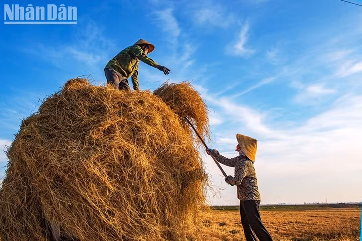 ...và góp nhặt hết những thành quả của một mùa vàng.