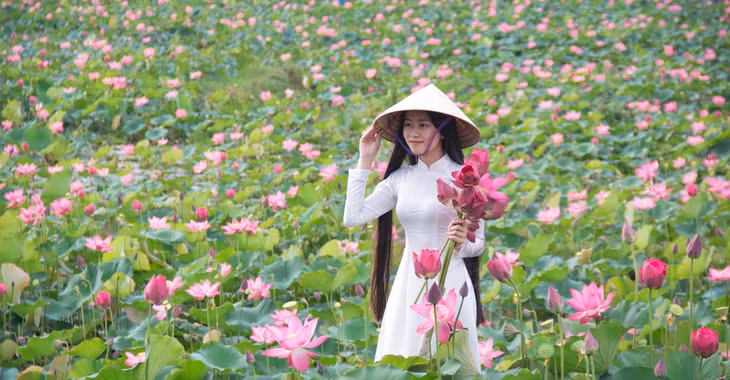 Rực rỡ mùa sen trên cánh đồng Trà Lý xứ Quảng - 10