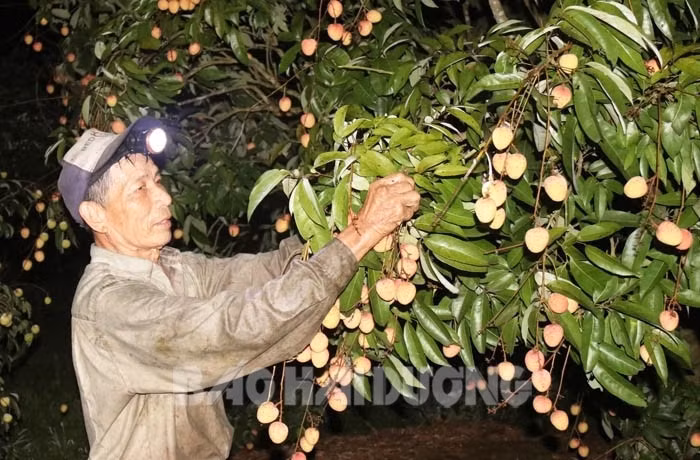 Rạng sáng 1.6, gia đình ông Phạm Trọng Nghệ ở xã Thanh Quang đã thu hơn 2 tạ vải. Nhà chỉ có 2 ông bà nên phải dậy sớm bẻ vải để kịp mang ra điểm cân.