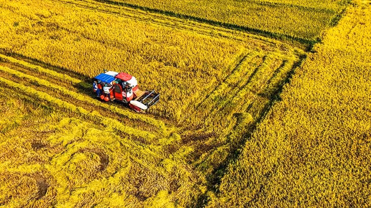 Máy gặt thay sức người chạy trên những cánh đồng sản xuất tập trung.